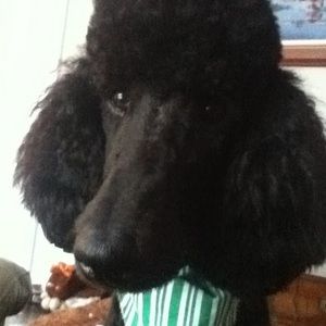 Meet your Posher, Karen